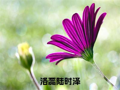 洛蕊陆时泽全文免费阅读(洛蕊陆时泽)全文免费阅读无弹窗大结局(洛蕊陆时泽小说免费)最新章节列表 笔趣阁(洛蕊陆时泽)