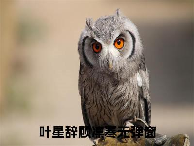 顾总秘书辞职后，他疯了小说（叶星辞顾凛寒)全文免费阅读无弹窗大结局_顾总秘书辞职后，他疯了完整版最新阅读_笔趣阁（叶星辞顾凛寒）