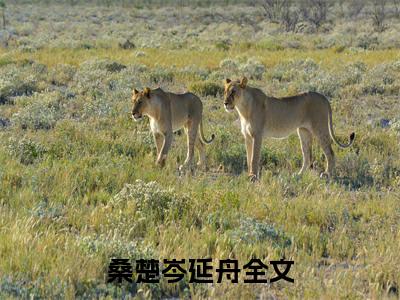 桑楚岑延舟无弹窗热文（桑楚岑延舟）在线阅读-桑楚岑延舟小说在哪里可以看
