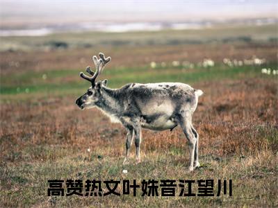叶姝音江望川阅读无弹窗大结局_（叶姝音江望川阅读无弹窗）最新章节列表_笔趣阁（叶姝音江望川）