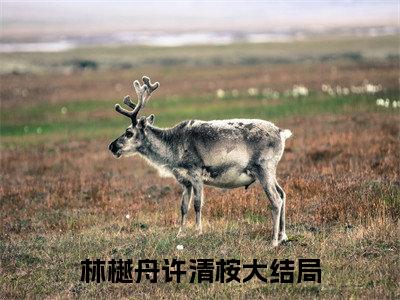 林樾舟许清桉：林樾舟许清桉阅读无弹窗大结局_（林樾舟许清桉阅读无弹窗）最新章节列表_笔趣阁（林樾舟许清桉）