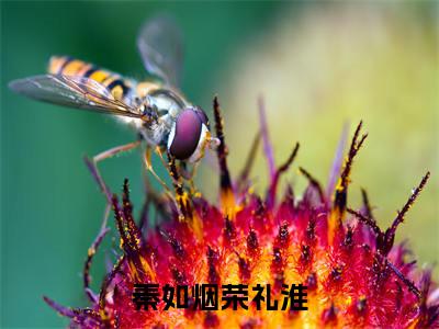 秦如烟荣礼淮的小说主角（秦如烟荣礼淮）免费阅读_秦如烟荣礼淮热搜小说完结版阅读