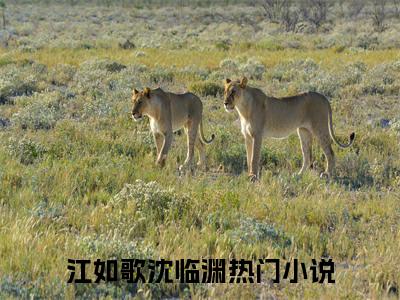 爱如山倒如抽丝…小说全文免费阅读-江如歌沈临渊最新章节列表免费阅读