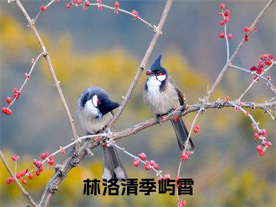 林洛清季屿霄小说（林洛清季屿霄)全文免费阅读无弹窗大结局_林洛清季屿霄完整版最新阅读_笔趣阁（林洛清季屿霄）