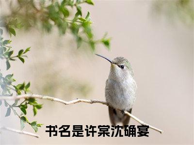 许棠沈确宴全文免费阅读大结局-（咬一口糖）最新章节列表在线阅读