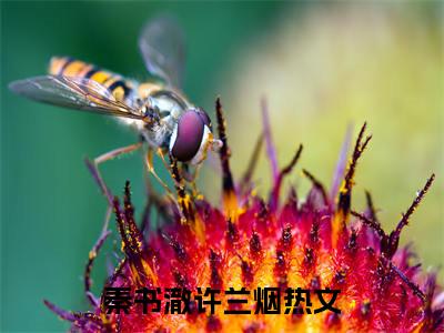 秦书澈许兰烟新上热文小说-秦书澈许兰烟推荐阅读已完结