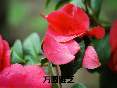 方圆雅芝小说全文免费阅读(方圆雅芝)全文免费阅读无弹窗大结局_(方圆雅芝小说免费阅读)方圆雅芝无弹窗最新章节列表_笔趣阁（方圆雅芝）