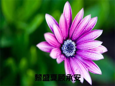 黎盛夏顾承安最新更新热门榜单小说（黎盛夏顾承安全集小说完整版笔趣阁）黎盛夏顾承安全文阅读