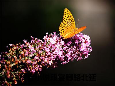 段宴卿骆北延全集小说完整版大结局_段宴卿骆北延完结版在线阅读