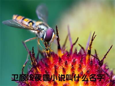 卫颜冷夜霆全文免费阅读无弹窗大结局_（爱你偷偷藏不住）卫颜冷夜霆小说免费阅读完整版全文大结局