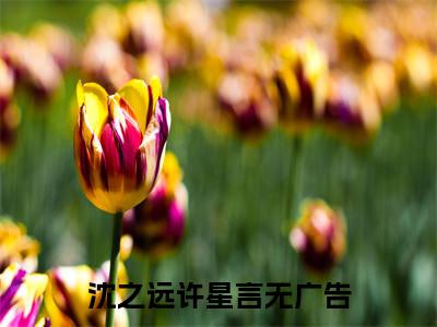 热文（沈之远许星言）美文阅读_热门小说主人公是（沈之远许星言）完整版最新小说大结局_笔趣阁