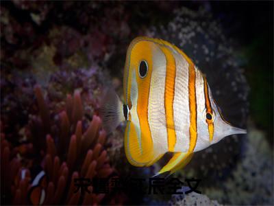宋瑾梨江辰（宋瑾梨江辰最新全章节大结局）全文阅读