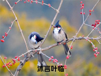 穿越者？我们全家都是！全本资源（沐言叶临）全文免费阅读无弹窗大结局_沐言叶临最新章节列表（穿越者？我们全家都是！）