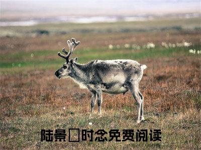 陆景洐时念陆总别追了，夫人已嫁人小说全文免费阅读无弹窗大结局_陆景洐时念（陆总别追了，夫人已嫁人）最新章节列表笔趣阁