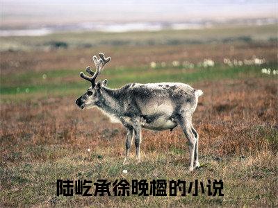 陆屹承徐晚楹小说好看吗-陆屹承徐晚楹热门小说大结局阅读