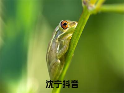 （家暴致死，我重生黑化开大）完整版小说阅读，沈宁小说精彩免费试读