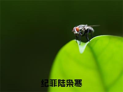纪菲陆枭寒在哪免费看纪菲陆枭寒结局是什么（纪菲陆枭寒）小说无弹窗免费阅读