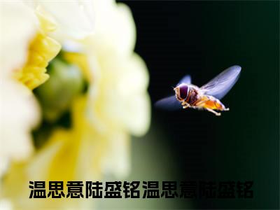 温思意陆盛铭（温思意陆盛铭）全文免费阅读无弹窗大结局_温思意陆盛铭完整版小说阅读（温思意陆盛铭）