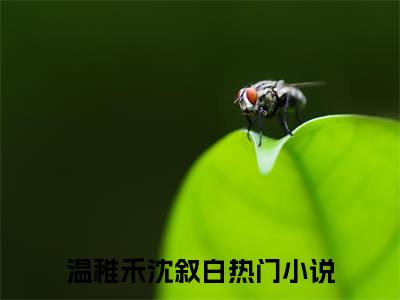 温稚禾沈叙白(温稚禾沈叙白)全文阅读无弹窗大结局-温稚禾沈叙白小说结局免费阅读_笔趣阁（温稚禾沈叙白）