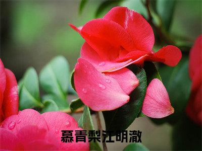 慕青梨江明澈（慕青梨江明澈）全文小说-慕青梨江明澈小说最新章节免费阅读