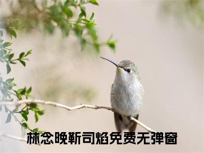 林念晚靳司焰（林念晚靳司焰）全文完整版免费阅读_（林念晚靳司焰全文免费阅读）最新章节列表