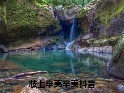 枝上辛夷辛夷小说限时免费，枝上辛夷辛夷完结版小说阅读无弹窗_笔趣阁
