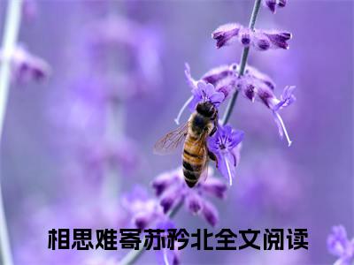 相思难寄苏矜北小说全文无删减-相思难寄苏矜北小说大结局免费阅读