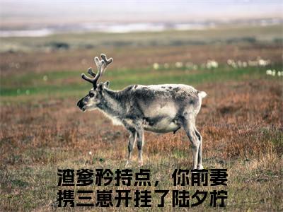 渣爹矜持点，你前妻携三崽开挂了陆夕柠（渣爹矜持点，你前妻携三崽开挂了陆夕柠）全文免费阅读无弹窗大结局_ (渣爹矜持点，你前妻携三崽开挂了陆夕柠小说免费阅读)最新章节列表_笔趣阁