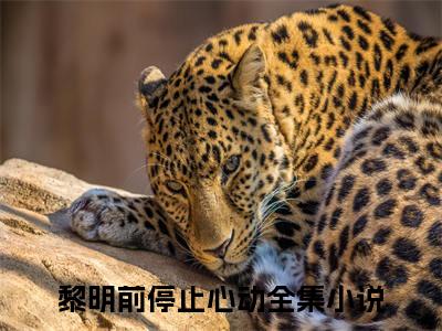 黎明前停止心动（沈念傅承川）精彩热门小说-黎明前停止心动全章节免费阅读