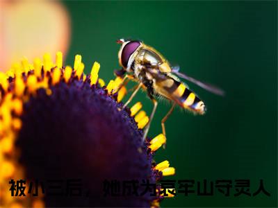 被小三后，她成为哀牢山守灵人（大结局小说全集完整版）辛珑霍云青小说_被小三后，她成为哀牢山守灵人全文阅读笔趣阁