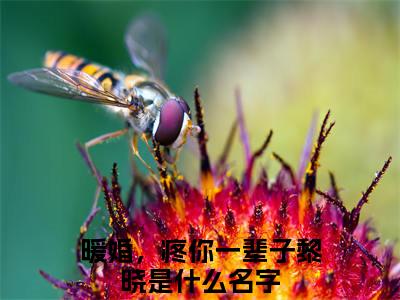 暖婚，疼你一辈子黎晓人气小说在线阅读-正版小说《暖婚，疼你一辈子黎晓》暖婚，疼你一辈子黎晓全文阅读