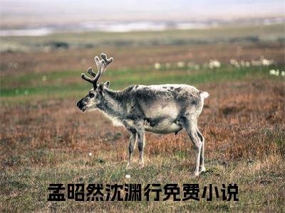 爱意昭然：结局+番外（孟昭然沈渊行）电子书畅享阅读无广告