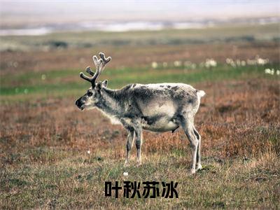 （叶秋苏冰）苏冰叶秋小说小说全文免费苏冰叶秋读最新章节列表笔趣阁（叶秋苏冰）
