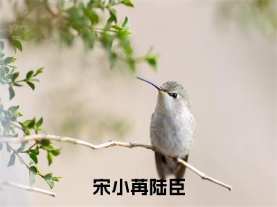 陆臣宋小苒（宋小苒陆臣）全文免费阅读无弹窗大结局_宋小苒陆臣最新章节列表_笔趣阁（陆臣宋小苒）