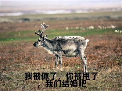 小说（我被休了，你被甩了，我们结婚吧）在线赏析_桑枝txt小说在线阅读笔趣阁