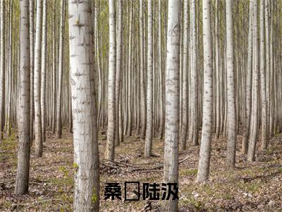 陆汲桑缊全文免费阅读大结局 桑缊陆汲最新章节列表