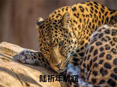 主角为陆祈年林窈的小说（陆祈年林窈）无弹窗大结局-最新小说陆祈年林窈全文阅读最新章节列表_笔趣阁