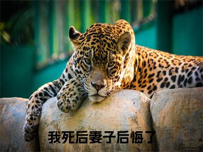 我死后妻子后悔了小说全文免费阅读无弹窗-贺辰希白落冉全文在线阅读