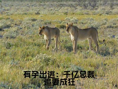 夏时陆南沉免费版最新更新阅读- 有孕出逃：千亿总裁追妻成狂小说全文在线阅读
