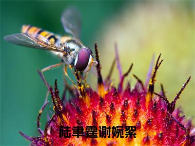 陆聿霆谢婉絮精选小说大结局阅读_（谢婉絮陆聿霆）陆聿霆谢婉絮免费阅读最新章节列表