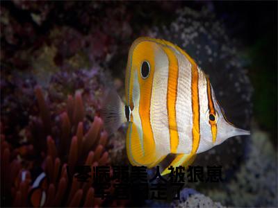 八零病弱美人被狼崽军官叼走了（苏念栀秦啸云）精彩小说-苏念栀秦啸云全章节免费阅读