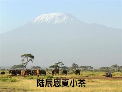 陆辰恩夏小茶无广告小说免费阅读，陆辰恩夏小茶夏小茶陆辰恩完结小说在线阅读