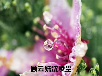 顾云殊沈凌尘（沈凌尘顾云殊）小说小说全集 沈凌尘顾云殊无删减在线阅读