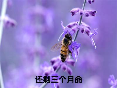 还剩三个月命，请让我从容赴死（ 庄子昂苏雨蝶）全文免费阅读无弹窗大结局-还剩三个月命，请让我从容赴死最新章节列表-笔趣阁