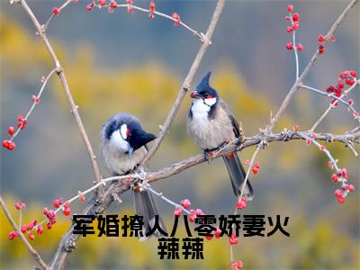 军婚撩人八零娇妻火辣辣（冯晚禾薛战城全章节完整版）免费阅读_（冯晚禾薛战城）军婚撩人八零娇妻火辣辣全文无删减免费阅读