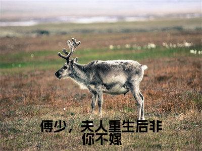 傅少，夫人重生后非你不嫁（顾言溪傅砚辞）全文免费完结版阅读_（顾言溪傅砚辞）傅少，夫人重生后非你不嫁最新章节列表笔趣阁