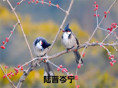 陆晋岑宁（岑宁陆晋）全文小说免费阅读_（岑宁陆晋）陆晋岑宁最新章节列表