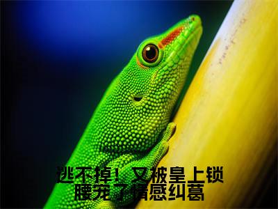 逃不掉！又被皇上锁腰宠了情感纠葛免费阅读无弹窗最新章节列表-（萧珩萧玥）全文免费阅读大结局笔趣阁（萧珩萧玥）