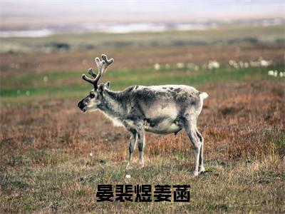 晏裴煜姜菡全集免费阅读无弹窗_晏裴煜姜菡完结小说榜单阅读（晏裴煜姜菡小说）