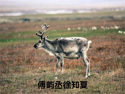 傅屿丞徐知夏全文（徐知夏傅屿丞）全文免费阅读无弹窗大结局_（徐知夏傅屿丞）傅屿丞徐知夏最新章节列表